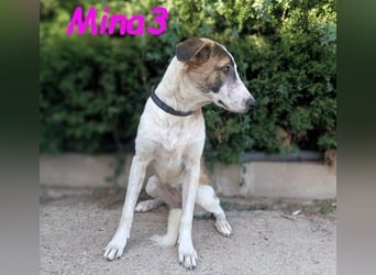 Mina3 geb. 12/2024 (ESP) - sanfte, verspielte und liebevolle Junghündin!