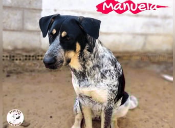 Manuela geb. 12/2023 (ESP) - harmonische, gutmütige und lustige Jungündin!