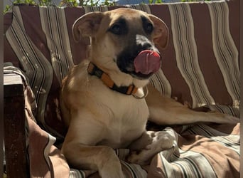 Yuma geb. 04/2023 (ESP) - verschmuste Hündin sucht Zuhause!