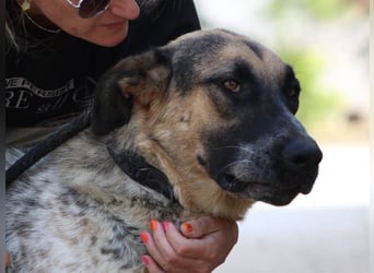 Sarah geb. 12/2023 (ESP) - aufgeschlossene, anhängliche und lustige Junghündin!