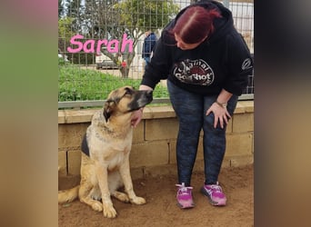 Sarah geb. 12/2023 (ESP) - aufgschlossene, anhängliche und lustige Junghündin!