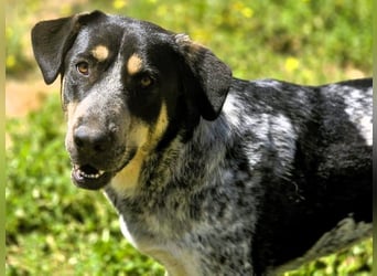 Manuela geb. 12/2023 (ESP) - harmonische, gutmütige und lustige Jungündin!