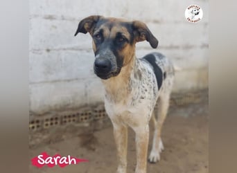 Sarah geb. 12/2023 (ESP) - aufgeschlossene, anhängliche und lustige Junghündin!