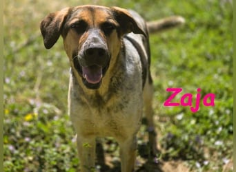 Zaja geb. 12/2023 (ESP) - aufgeschlossene, fröhliche und anhängliche Junghündin!