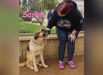 Sarah geb. 12/2023 (ESP) - aufgeschlossene, anhängliche und lustige Junghündin!