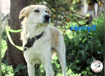 Harry3 07/2022 (ESP) - angenehmer und menschenbezogener Rüde!