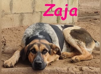 Zaja geb. 12/2023 (ESP) - aufgeschlossene, fröhliche und anhängliche Junghündin!