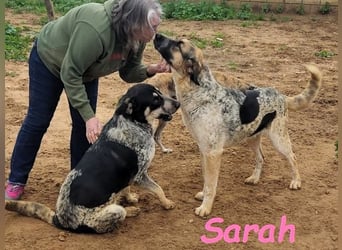 Sarah geb. 12/2023 (ESP) - aufgeschlossene, anhängliche und lustige Junghündin!