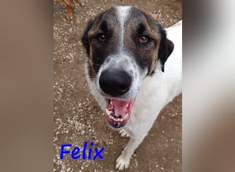 Felix geb. 02/2022 (GRC) - geselliger, verschmuster und freundlicher, junger Rüde!