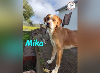 Mika geb. 11/2024 (ESP) - lebensfroher, sportlicher und lernwilliger Junghund!