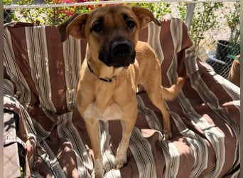 Roma1 geb. 04/2023 (ESP) - freundliche Hündin wünscht sich Familie!