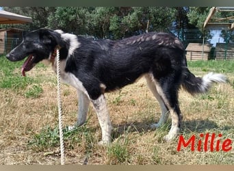 Millie geb. 09/2024 (GRC) - sanfte, verschmuste und verspielte Junghündin!