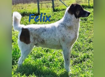 Felix geb. 02/2022 (GRC) - geselliger, verschmuster und freundlicher, junger Rüde!