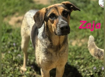 Zaja geb. 12/2023 (ESP) - aufgeschlossene, fröhliche und anhängliche Junghündin!