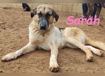 Sarah geb. 12/2023 (ESP) - aufgschlossene, anhängliche und lustige Junghündin!