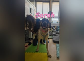 Sarah geb. 12/2023 (ESP) - aufgeschlossene, anhängliche und lustige Junghündin!