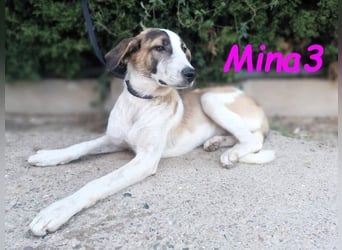 Mina3 geb. 12/2024 (ESP) - sanfte, verspielte und liebevolle Junghündin!