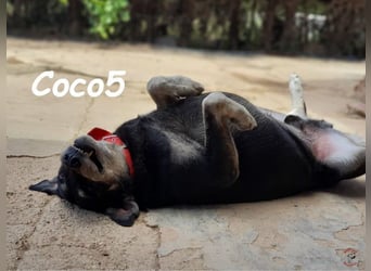 Coco5 geb. 06/2017 (ESP) - ein Engel auf vier Pfoten!