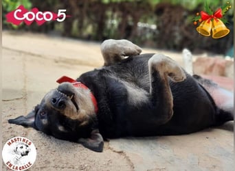 Coco5 geb. 06/2017 (ESP) - ein Engel auf vier Pfoten!