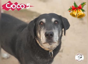 Coco5 geb. 06/2017 (ESP) - ein Engel auf vier Pfoten!