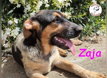 Zaja geb. 12/2023 (ESP) - aufgeschlossene, fröhliche und anhängliche Junghündin!