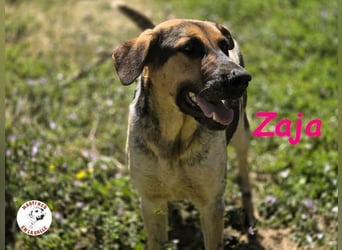 Zaja geb. 12/2023 (ESP) - aufgeschlossene, fröhliche und anhängliche Junghündin!
