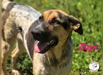 Zaja geb. 12/2023 (ESP) - aufgeschlossene, fröhliche und anhängliche Junghündin!