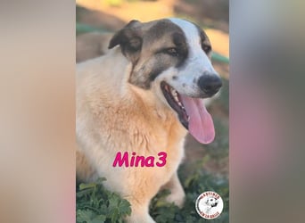 Mina3 geb. 12/2024 (ESP) - sanfte, verspielte und liebevolle Junghündin!