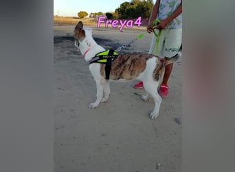Freya4 geb. 05/2025 (ESP) - liebevolle, gesellige und verspielte Galgo-Mix Welpin sucht ein Zuhause!