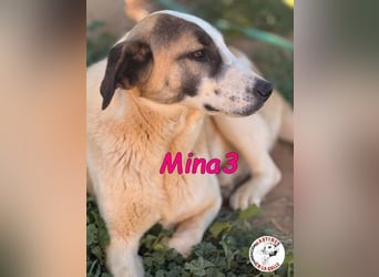 Mina3 geb. 12/2024 (ESP) - sanfte, verspielte und liebevolle Junghündin!