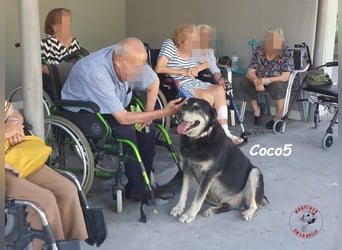 Coco5 geb. 06/2017 (ESP) - ein Engel auf vier Pfoten!