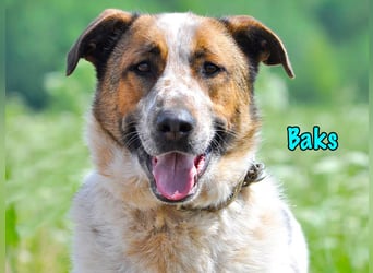 Baks geb. 11/2021 - ein ausgeglichener und sanftmütiger, ganz besonderer, wunderschöner Rüde!