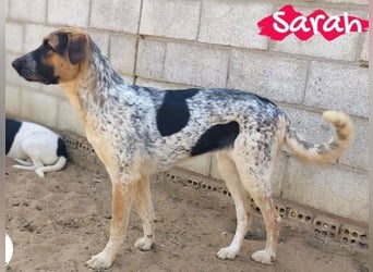 Sarah geb. 12/2023 (ESP) - aufgeschlossene, anhängliche und lustige Junghündin!