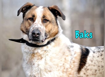 Baks geb. 11/2021 - ein ausgeglichener und sanftmütiger, ganz besonderer, wunderschöner Rüde!