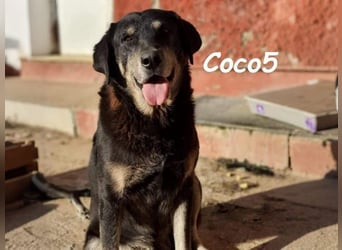 Coco5 geb. 06/2017 (ESP) - ein Engel auf vier Pfoten!