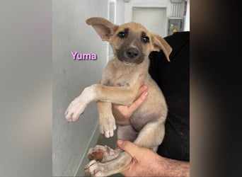 Yuma geb. 04/2023 (ESP) - verschmuste Hündin sucht Zuhause!
