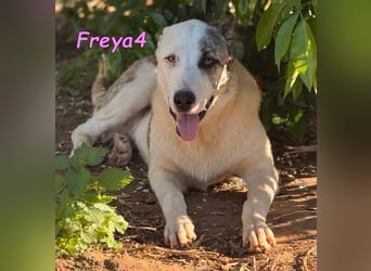 Freya4 geb. 05/2025 (ESP) - liebevolle, gesellige und verspielte Galgo-Mix Welpin sucht ein Zuhause!