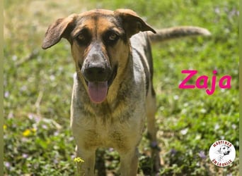 Zaja geb. 12/2023 (ESP) - aufgeschlossene, fröhliche und anhängliche Junghündin!
