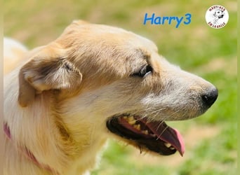 Harry3 07/2022 (ESP) - angenehmer und menschenbezogener Rüde!