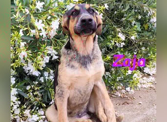 Zaja geb. 12/2023 (ESP) - aufgeschlossene, fröhliche und anhängliche Junghündin!