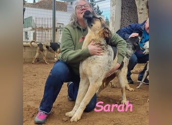 Sarah geb. 12/2023 (ESP) - aufgeschlossene, anhängliche und lustige Junghündin!