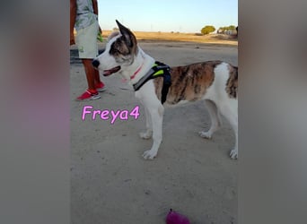 Freya4 geb. 05/2025 (ESP) - liebevolle, gesellige und verspielte Galgo-Mix Welpin sucht ein Zuhause!