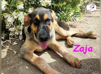 Zaja geb. 12/2023 (ESP) - aufgeschlossene, fröhliche und anhängliche Junghündin!