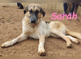 Sarah geb. 12/2023 (ESP) - aufgeschlossene, anhängliche und lustige Junghündin!