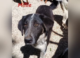 Millie geb. 09/2024 (GRC) - sanfte, verschmuste und verspielte Junghündin!