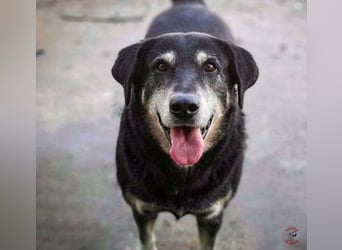 Coco5 geb. 06/2017 (ESP) - ein Engel auf vier Pfoten!