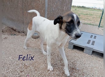 Felix geb. 02/2022 (GRC) - geselliger, verschmuster und freundlicher, junger Rüde!