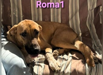 Roma1 geb. 04/2023 (ESP) - freundliche Hündin wünscht sich Familie!