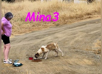 Mina3 geb. 12/2024 (ESP) - sanfte, verspielte und liebevolle Junghündin!