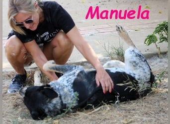 Manuela geb. 12/2023 (ESP) - harmonische, gutmütige und lustige Junghündin!